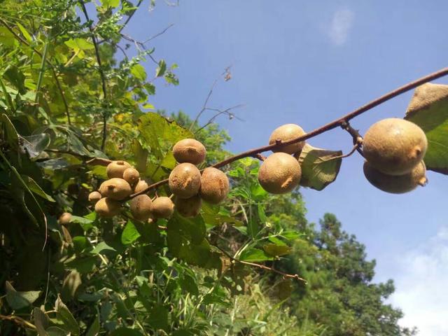 咋样能种植含富硒的水果（哪种水果富含硒元素）-硒宝网