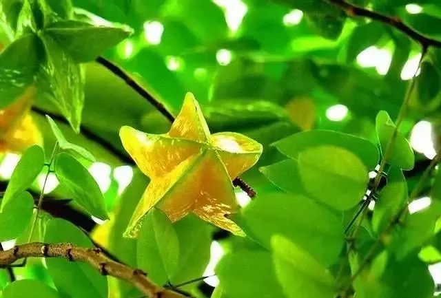 水果富硒含量标准是多少(含量水果标准富硒是什么)-硒宝网