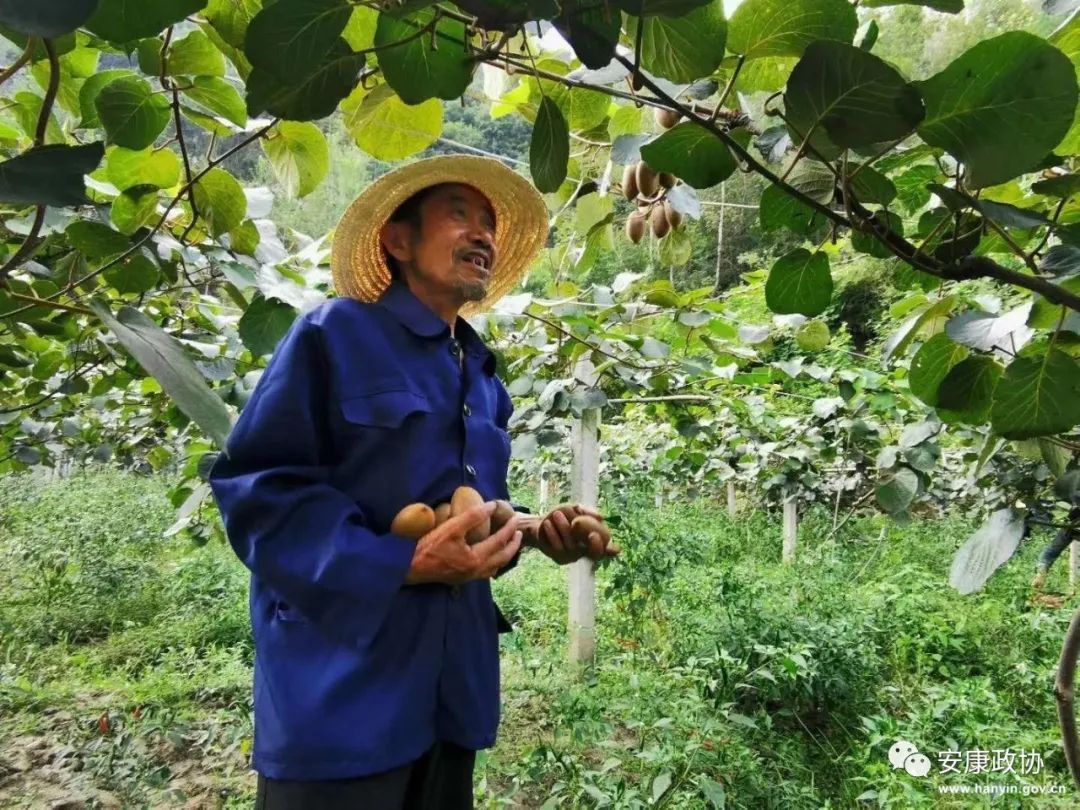 陕西安康富硒水果有哪些（安康富硒区域品牌）-硒宝网