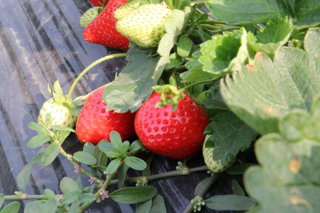 富硒水果哪里买的到好吃(富硒水果的标准是多少)-硒宝网