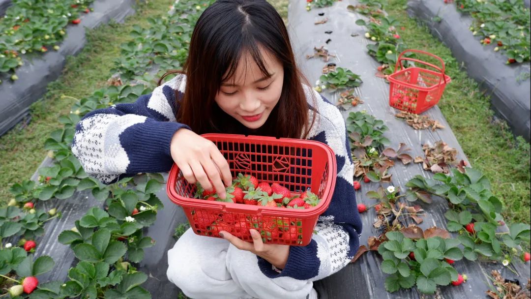 富硒水果哪里买的到好吃(富硒水果的标准是多少)-硒宝网