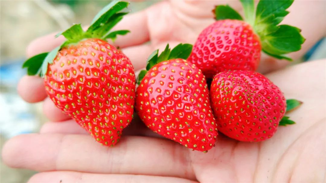 富硒水果哪里买的到好吃(富硒水果的标准是多少)-硒宝网