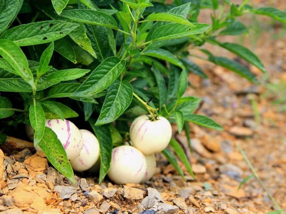 啥水果是富硒果子的味道(富硒对水果的作用如何)-硒宝网