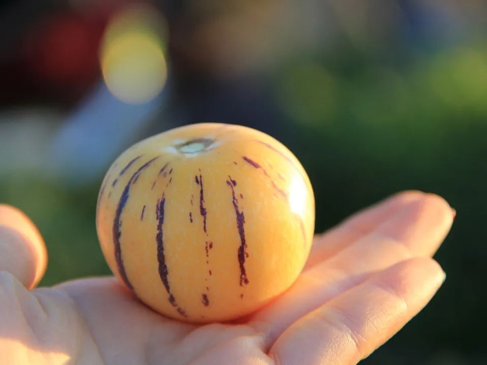 啥水果是富硒果子的味道(富硒对水果的作用如何)-硒宝网