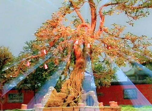 啥水果是富硒果子的味道(富硒对水果的作用如何)-硒宝网