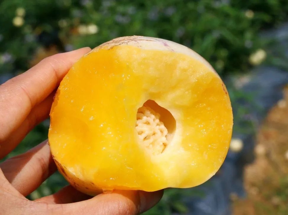 啥水果是富硒果子的味道(富硒对水果的作用如何)-硒宝网