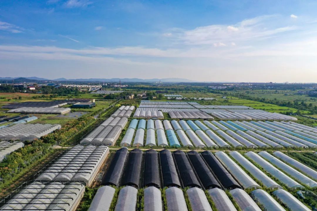 富硒水果哪里买的到好吃（富硒水果前十名）-硒宝网