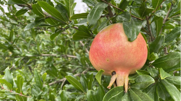 哪些水果是富硒果子类型(果子水果类型富硒是哪种)-硒宝网