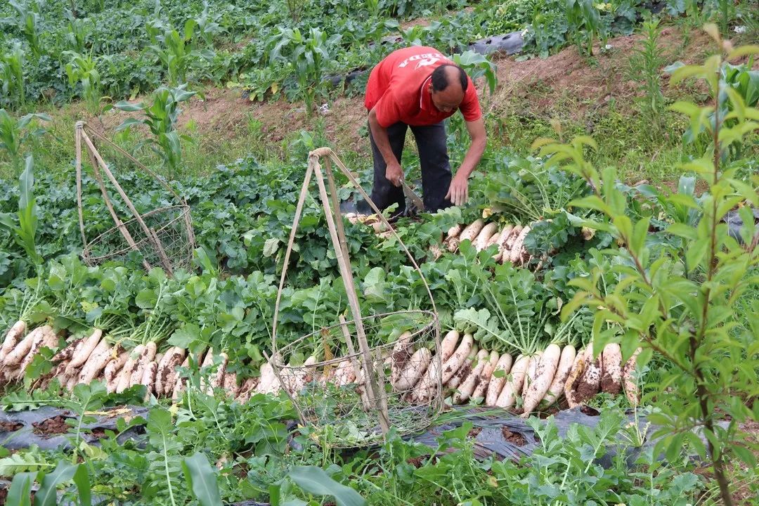 富硒水果作用功效与主治（富硒土豆的功效和作用）-硒宝网