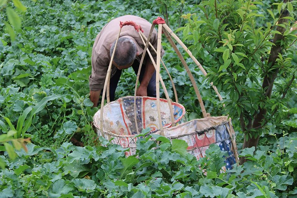 富硒水果作用功效与主治（富硒土豆的功效和作用）-硒宝网