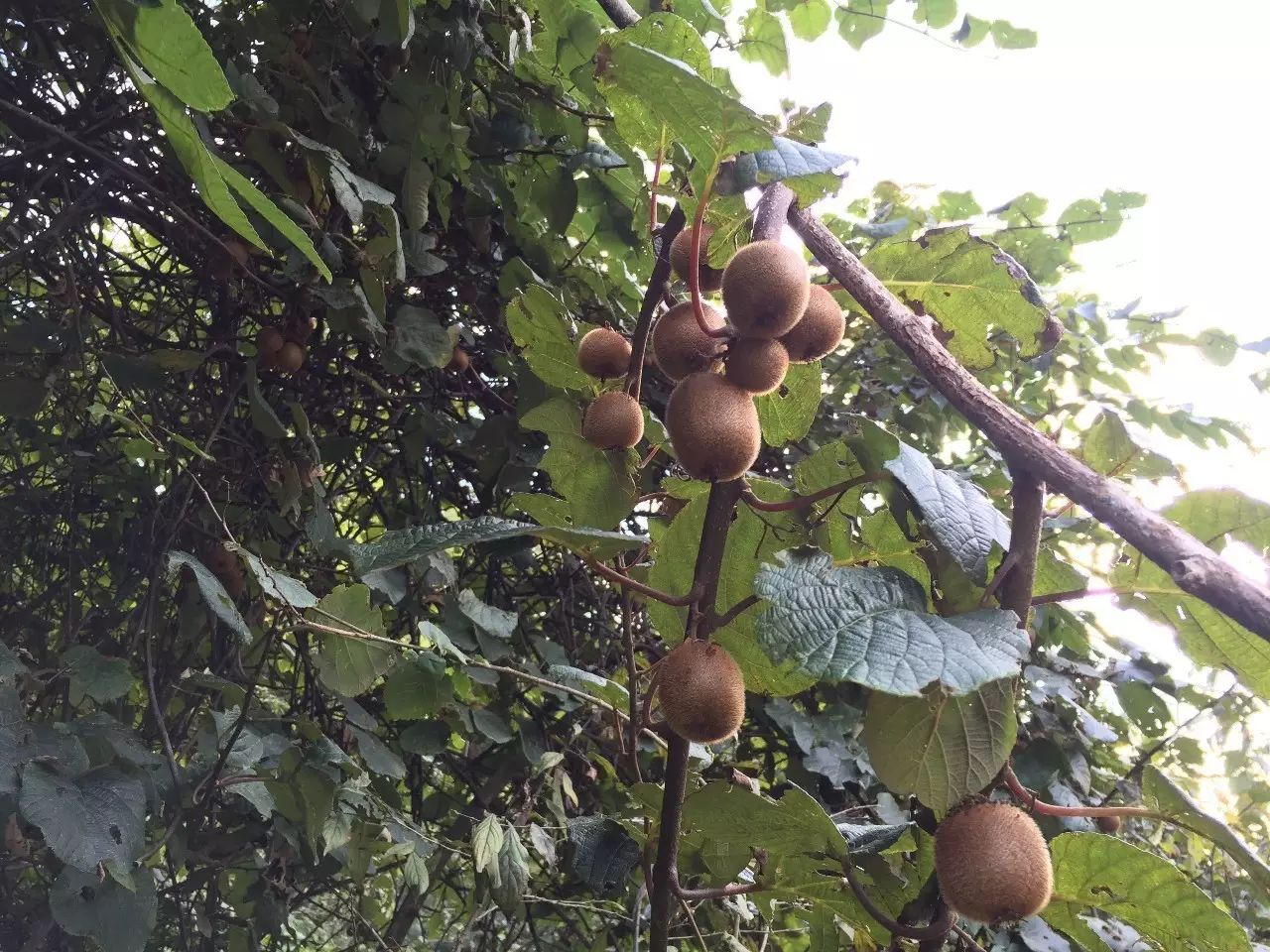 啥水果是富硒果子的味道（果而富硒）-硒宝网