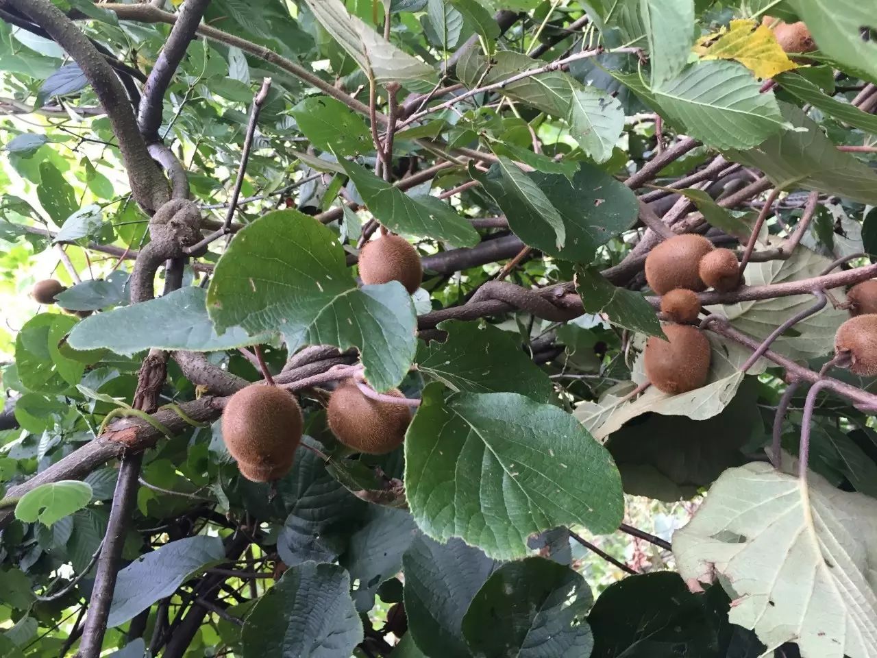 啥水果是富硒果子的味道（果而富硒）-硒宝网