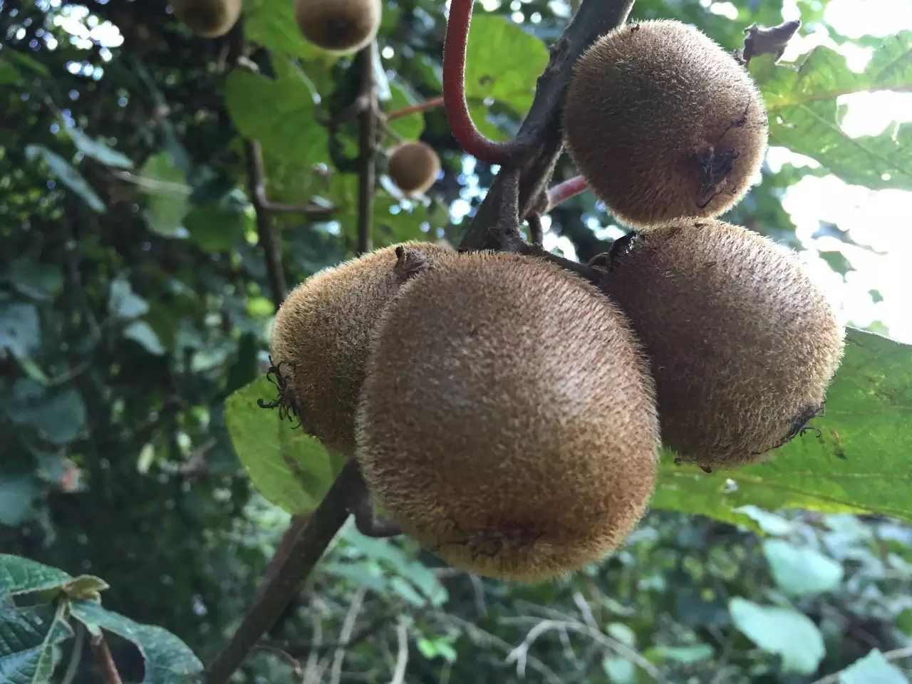 啥水果是富硒果子的味道（果而富硒）-硒宝网