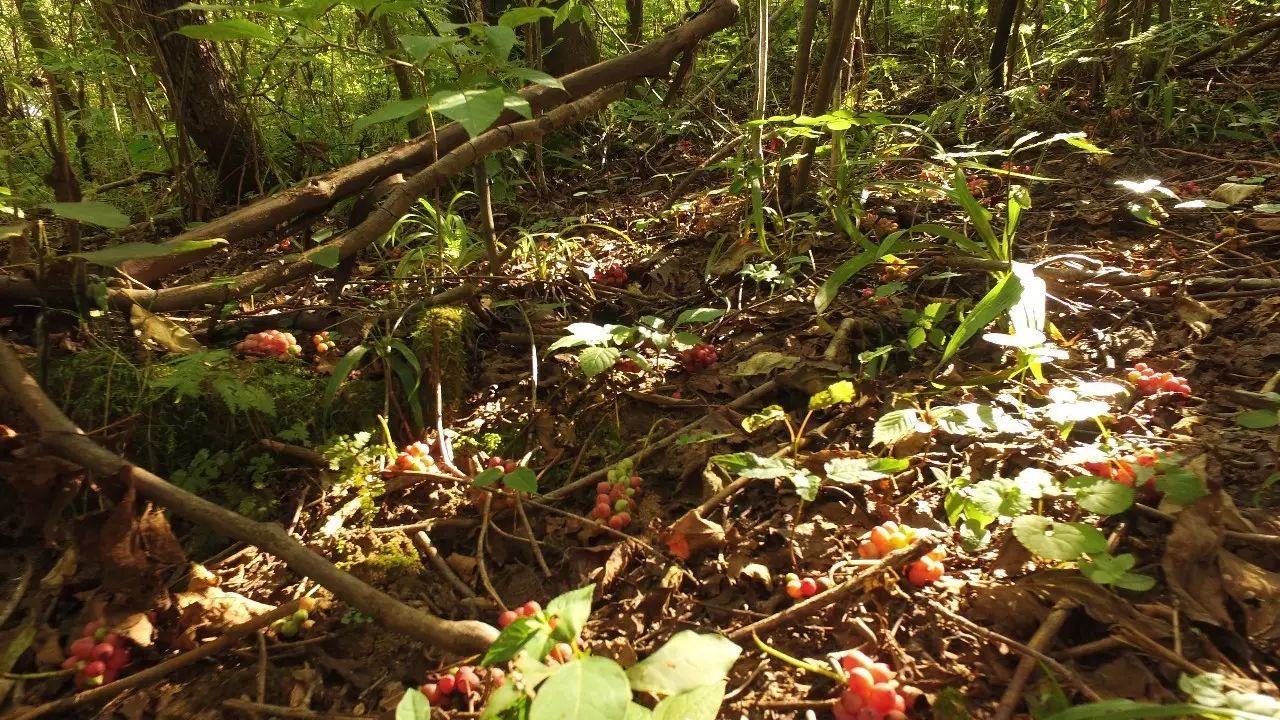 啥水果是富硒果子的味道（果而富硒）-硒宝网