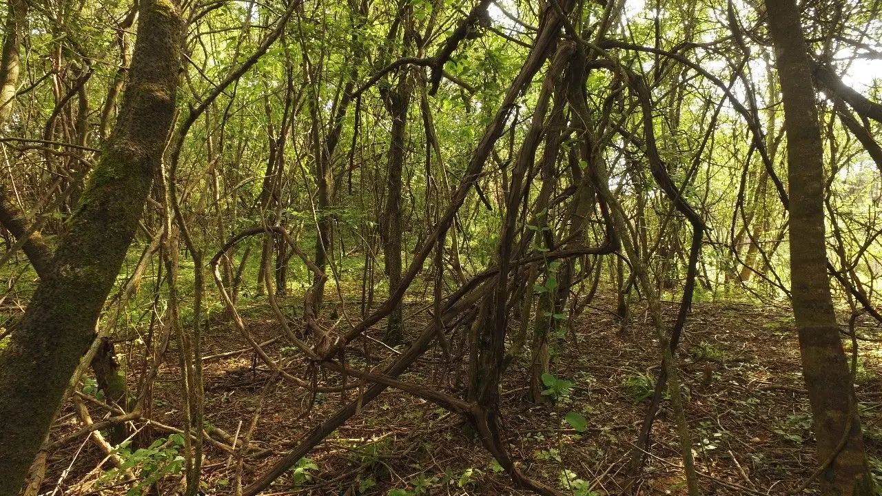 啥水果是富硒果子的味道（果而富硒）-硒宝网