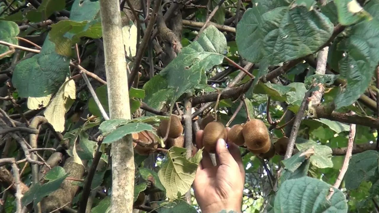 啥水果是富硒果子的味道（果而富硒）-硒宝网