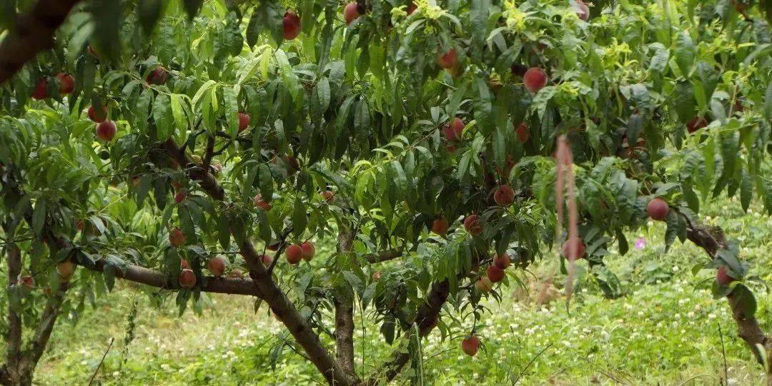 玉黛湖富硒水果采摘价格（玉黛湖富硒水果采摘价格）-硒宝网