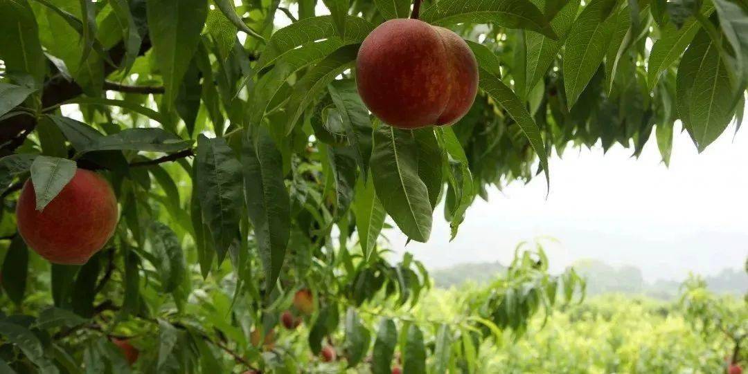 玉黛湖富硒水果采摘价格（玉黛湖富硒水果采摘价格）-硒宝网