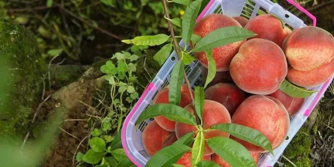 玉黛湖富硒水果采摘价格（玉黛湖富硒水果采摘价格）-硒宝网