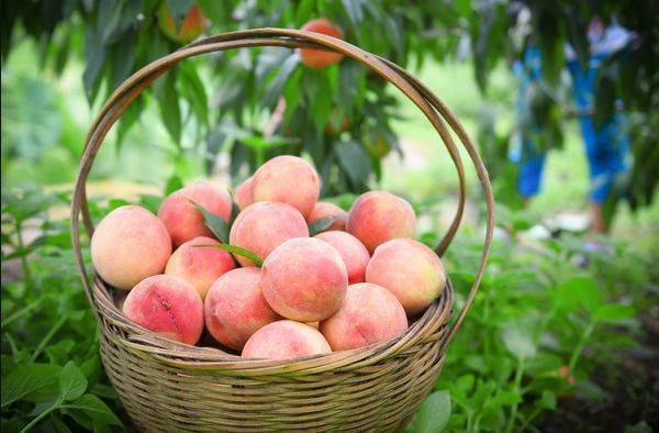 玉黛湖富硒水果采摘价格（玉黛湖富硒水果采摘价格）-硒宝网