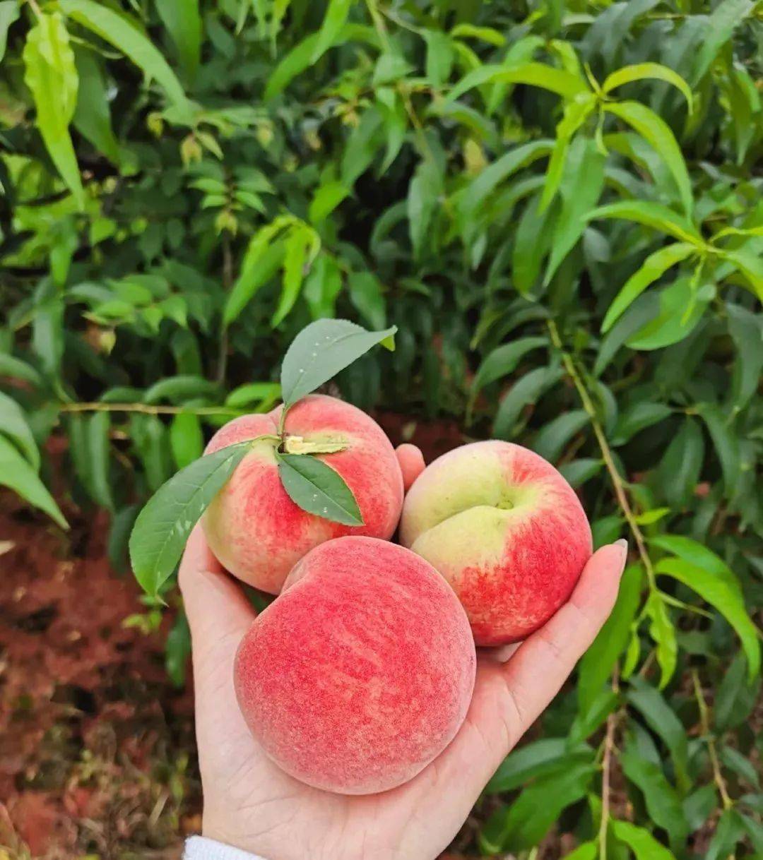 玉黛湖富硒水果采摘价格（玉黛湖富硒水果采摘价格）-硒宝网