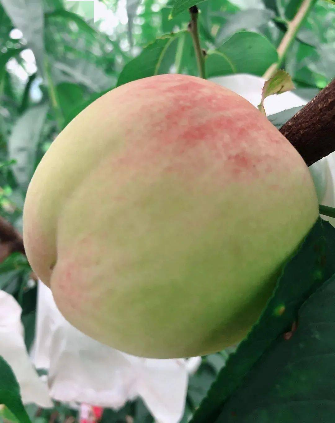 玉黛湖富硒水果采摘价格（玉黛湖富硒水果采摘价格）-硒宝网