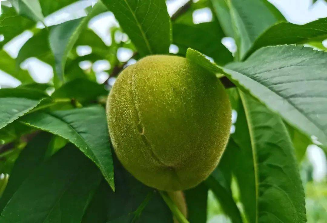 玉黛湖富硒水果采摘价格（玉黛湖富硒水果采摘价格）-硒宝网