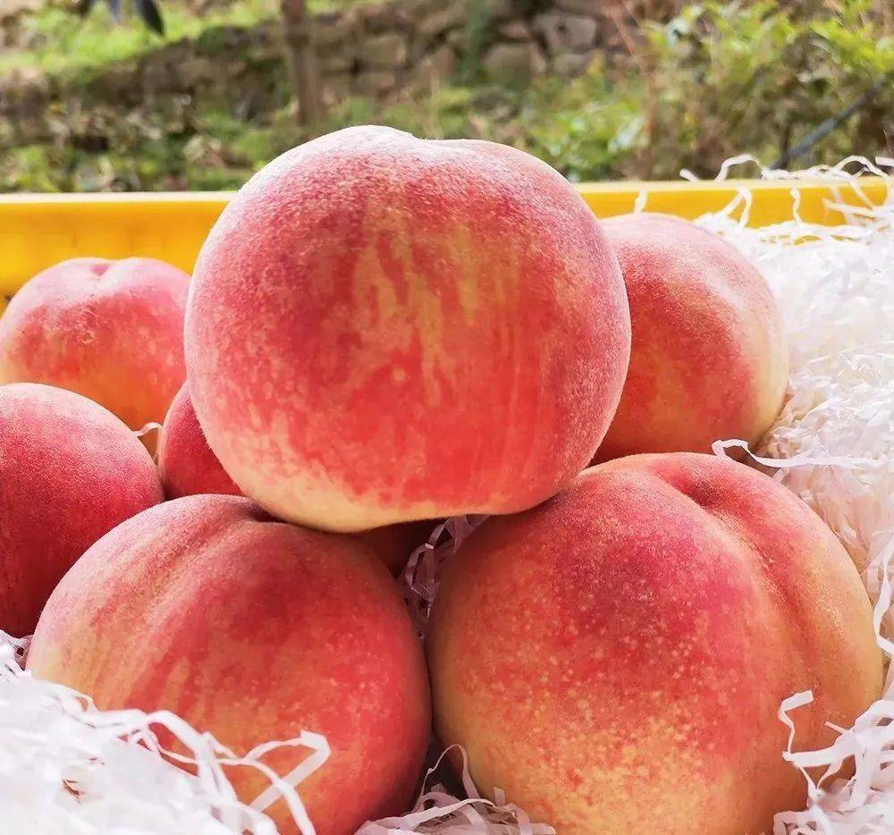 玉黛湖富硒水果采摘价格（玉黛湖富硒水果采摘价格）-硒宝网