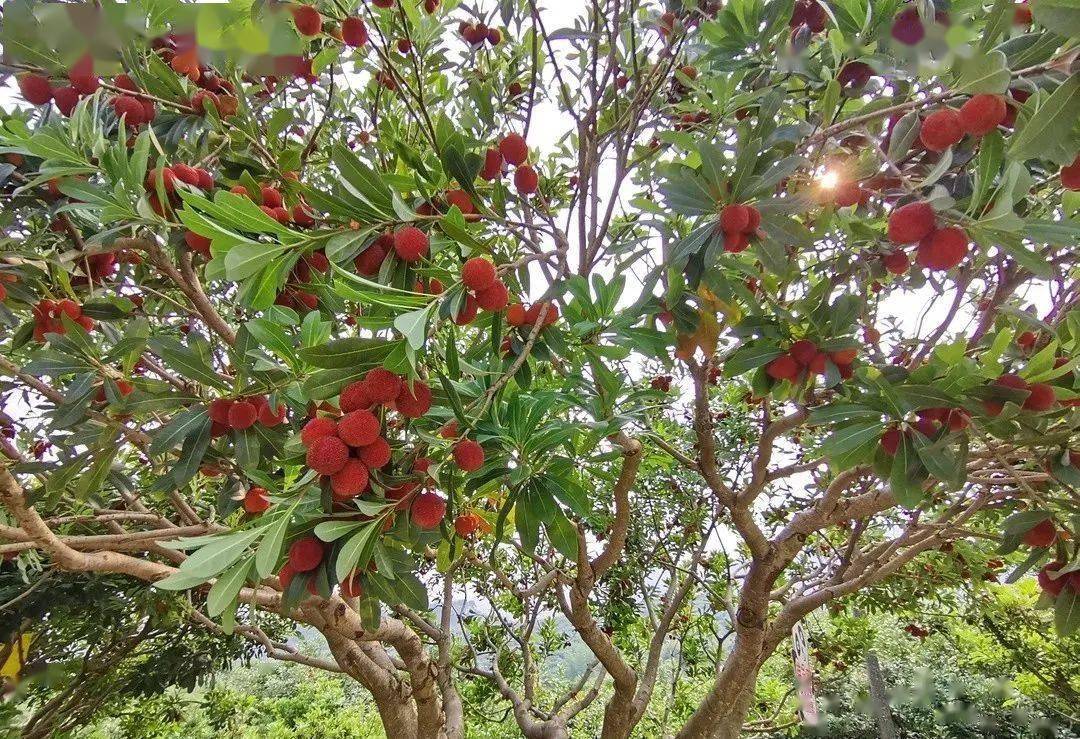 玉黛湖富硒水果采摘价格（玉黛湖富硒水果采摘价格）-硒宝网