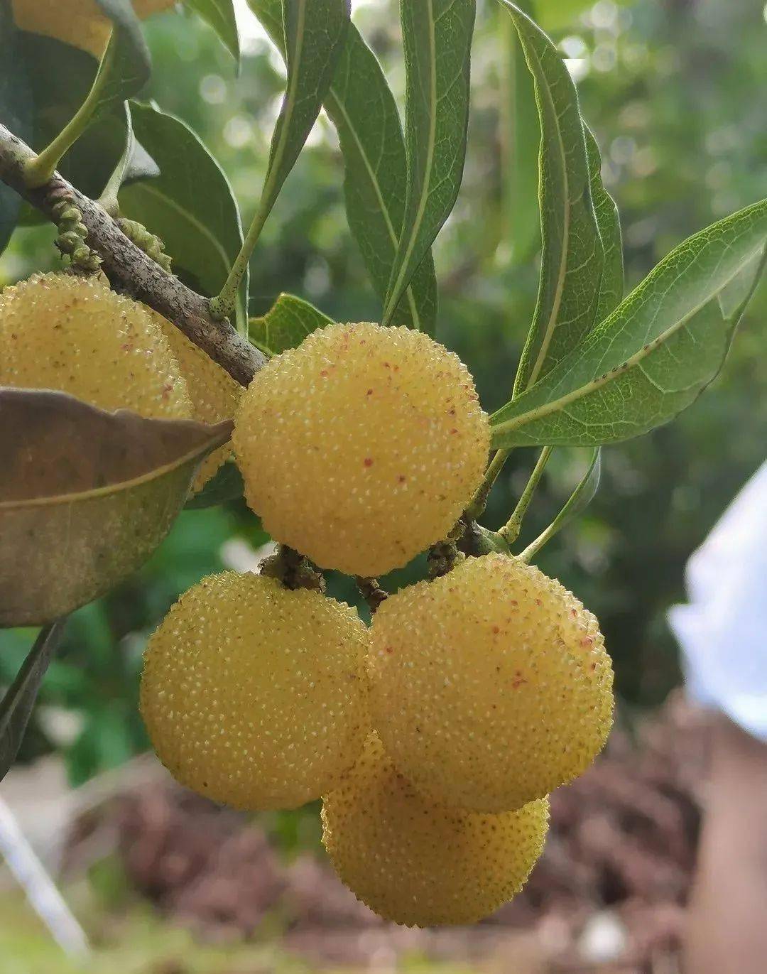 玉黛湖富硒水果采摘价格（玉黛湖富硒水果采摘价格）-硒宝网