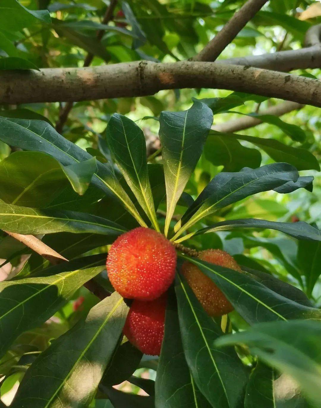 玉黛湖富硒水果采摘价格（玉黛湖富硒水果采摘价格）-硒宝网