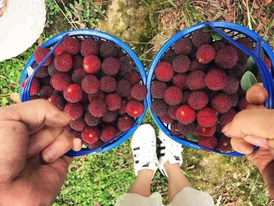 玉黛湖富硒水果采摘价格（玉黛湖富硒水果采摘价格）-硒宝网