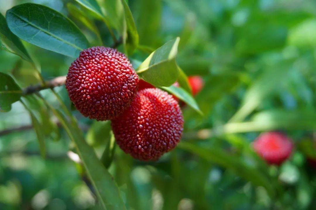 玉黛湖富硒水果采摘价格（玉黛湖富硒水果采摘价格）-硒宝网