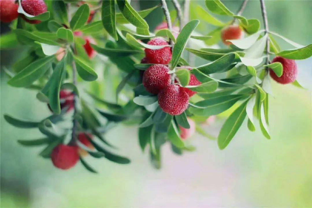 玉黛湖富硒水果采摘价格（玉黛湖富硒水果采摘价格）-硒宝网