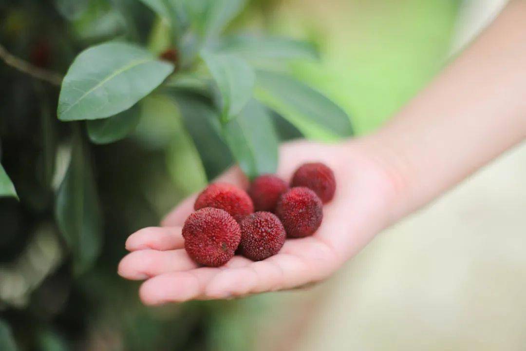 玉黛湖富硒水果采摘价格（玉黛湖富硒水果采摘价格）-硒宝网