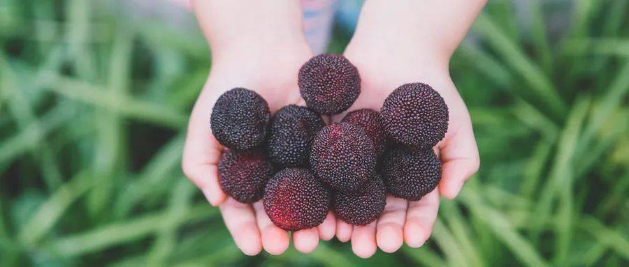 玉黛湖富硒水果采摘价格（玉黛湖富硒水果采摘价格）-硒宝网