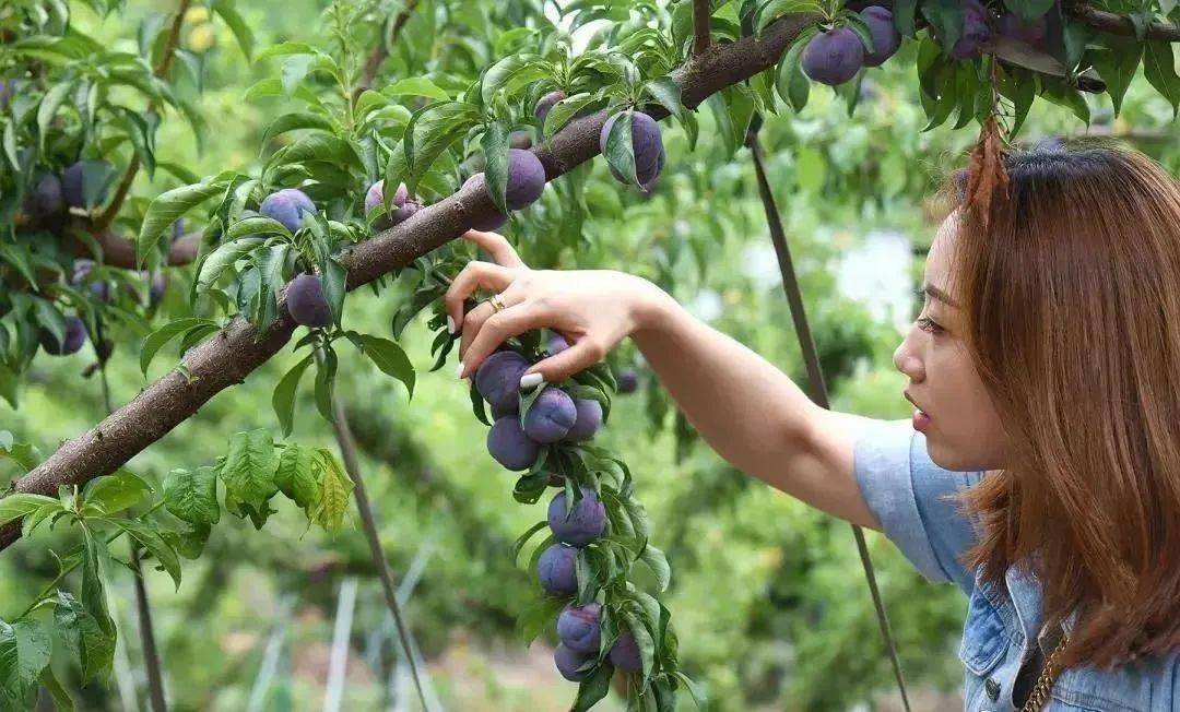玉黛湖富硒水果采摘价格（玉黛湖富硒水果采摘价格）-硒宝网