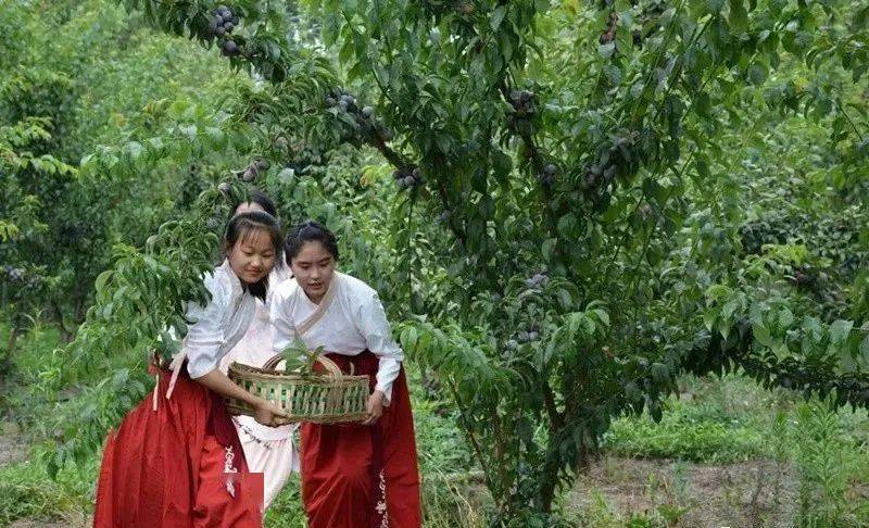 玉黛湖富硒水果采摘价格（玉黛湖富硒水果采摘价格）-硒宝网