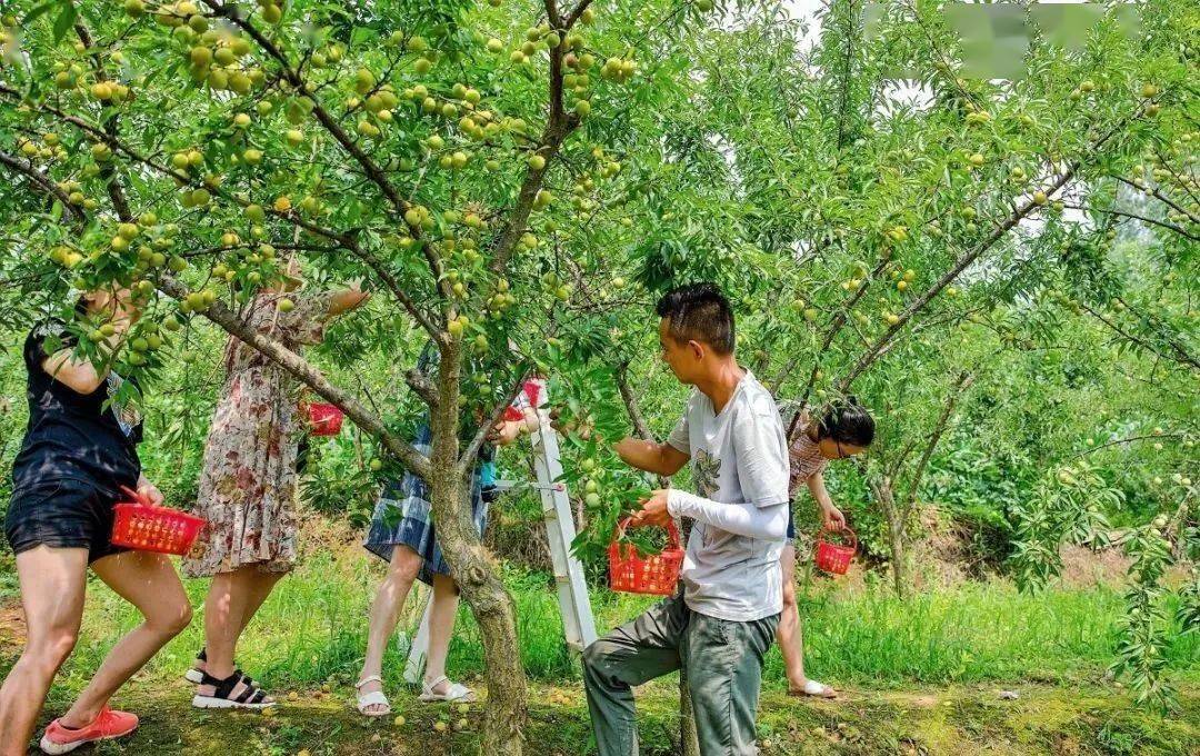 玉黛湖富硒水果采摘价格（玉黛湖富硒水果采摘价格）-硒宝网