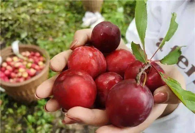 玉黛湖富硒水果采摘价格（玉黛湖富硒水果采摘价格）-硒宝网