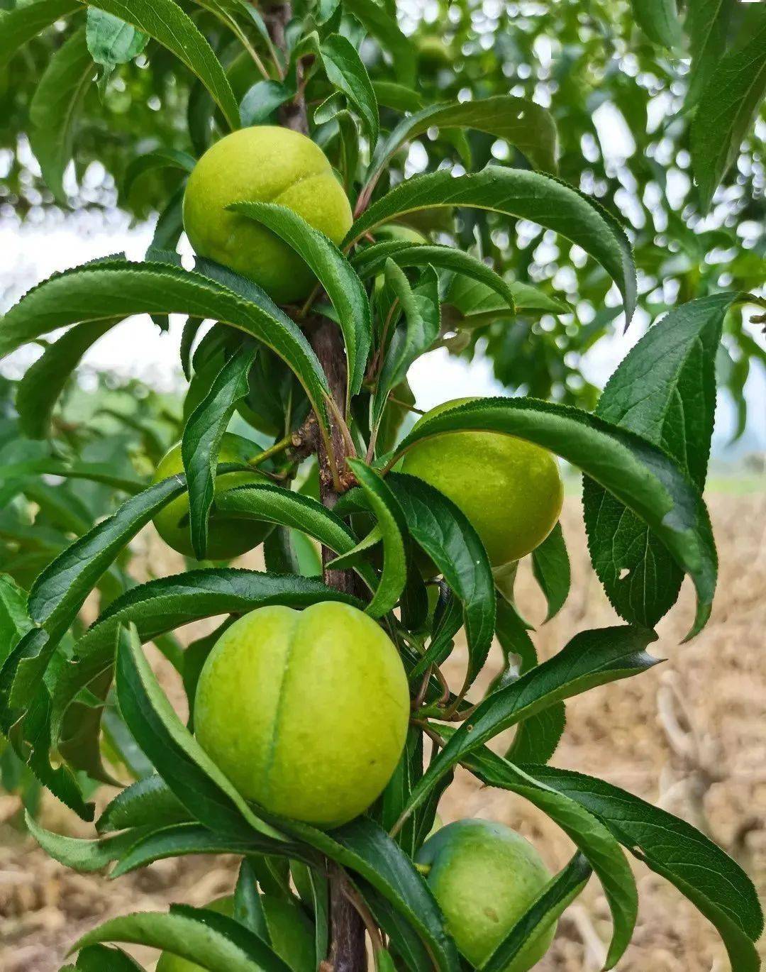 玉黛湖富硒水果采摘价格（玉黛湖富硒水果采摘价格）-硒宝网