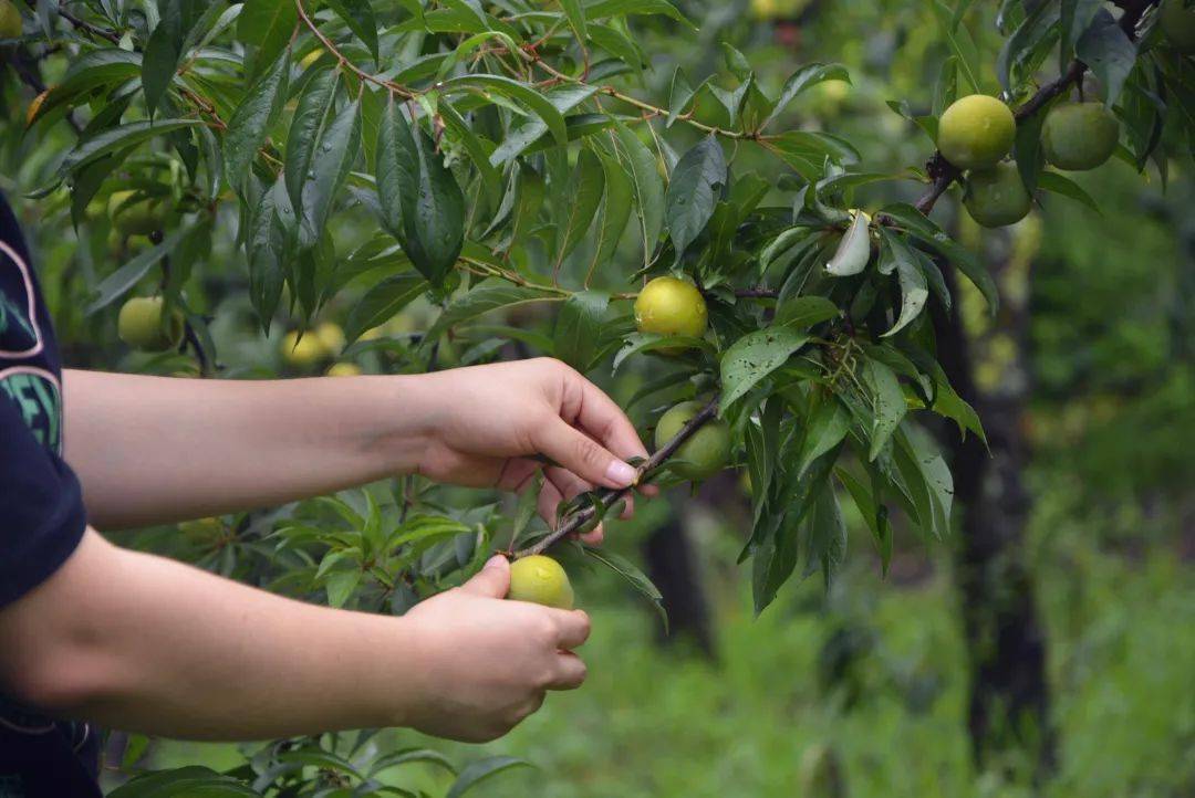 玉黛湖富硒水果采摘价格（玉黛湖富硒水果采摘价格）-硒宝网