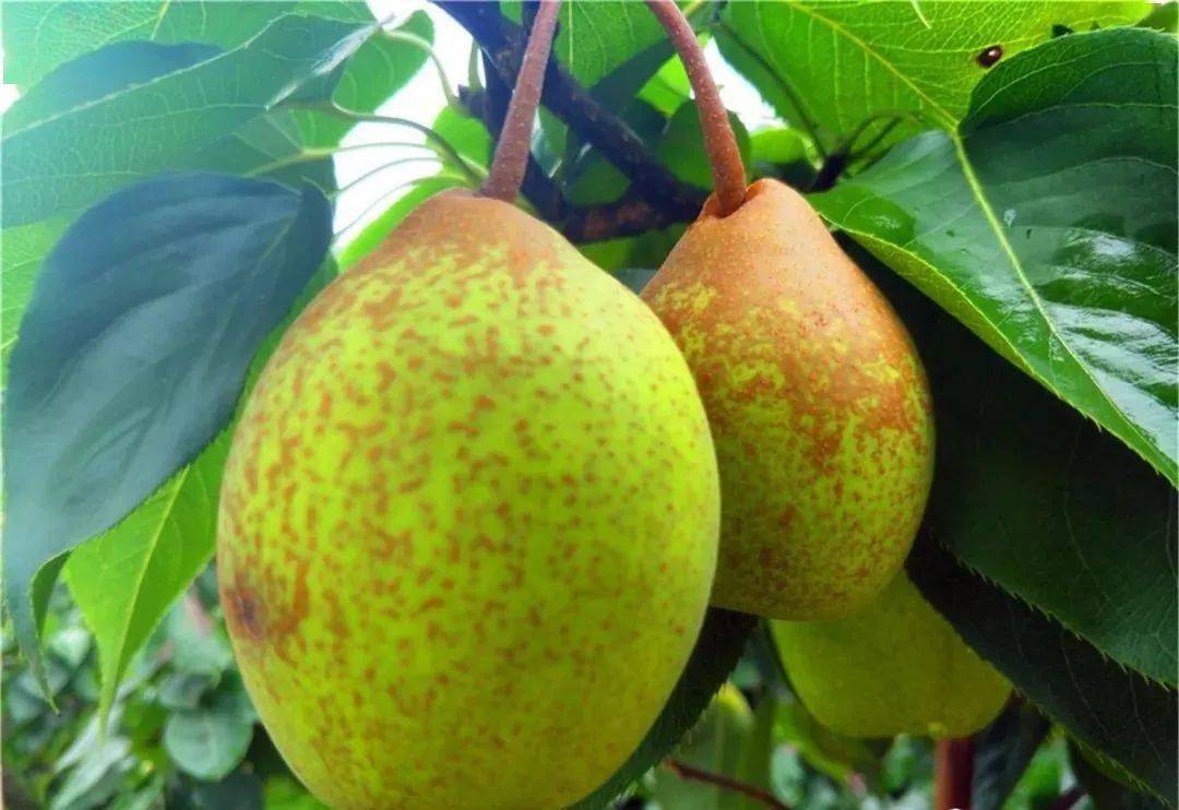 玉黛湖富硒水果采摘价格（玉黛湖富硒水果采摘价格）-硒宝网