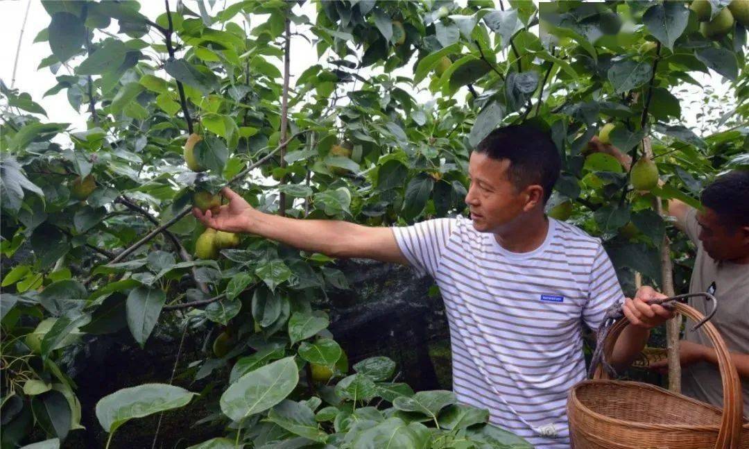 玉黛湖富硒水果采摘价格（玉黛湖富硒水果采摘价格）-硒宝网