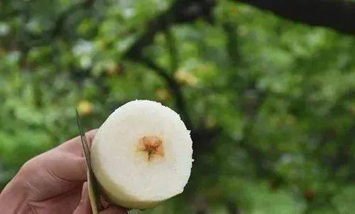 玉黛湖富硒水果采摘价格（玉黛湖富硒水果采摘价格）-硒宝网