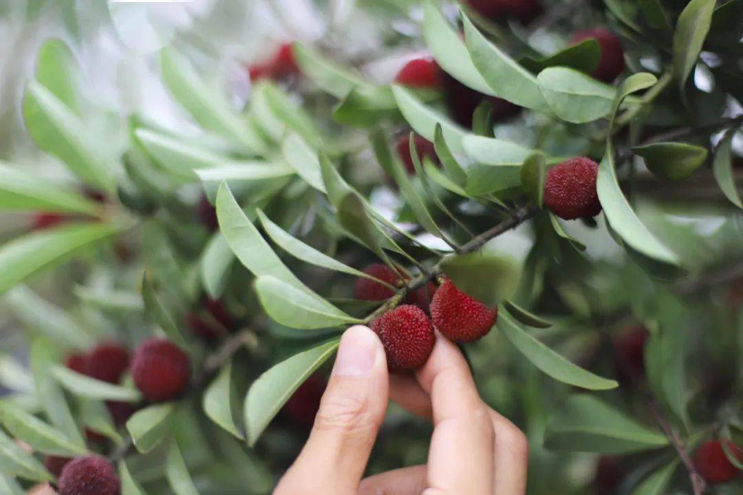 玉黛湖富硒水果采摘价格（玉黛湖富硒水果采摘价格）-硒宝网