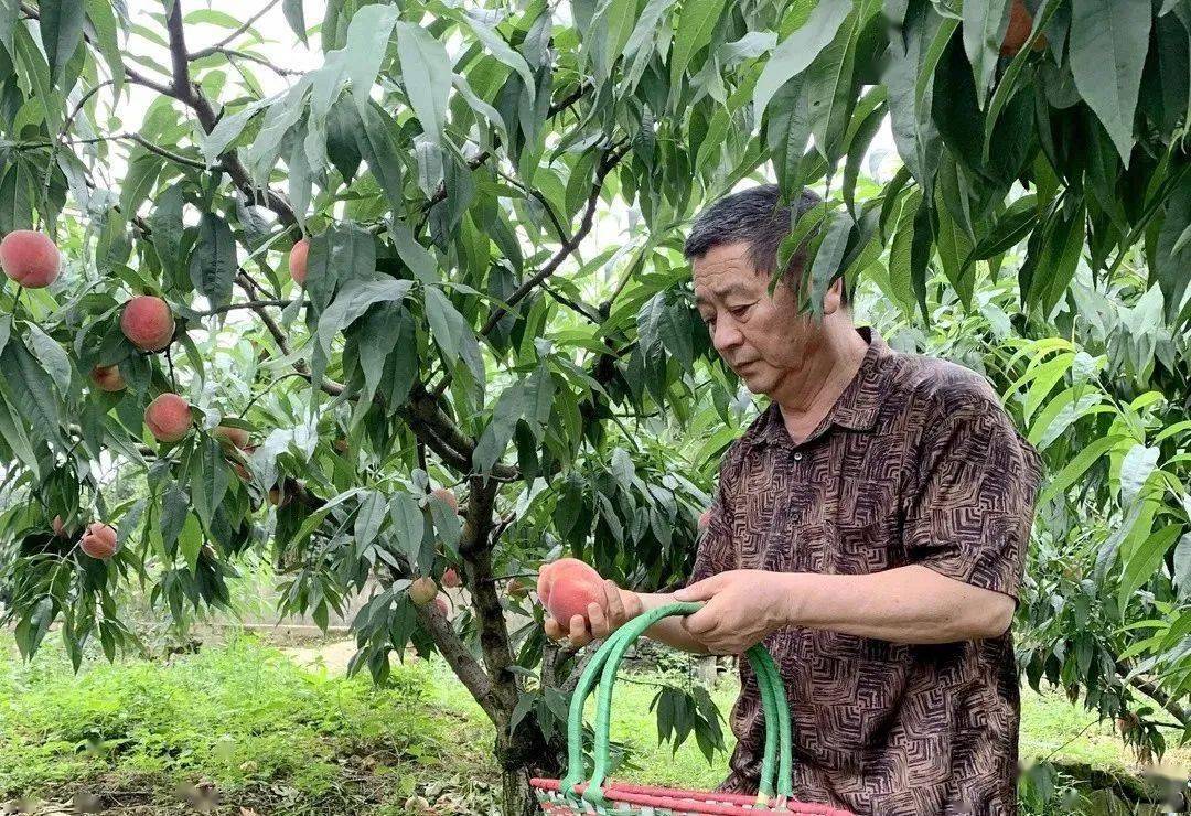 玉黛湖富硒水果采摘价格（玉黛湖富硒水果采摘价格）-硒宝网