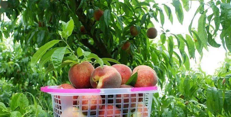 玉黛湖富硒水果采摘价格（玉黛湖富硒水果采摘价格）-硒宝网