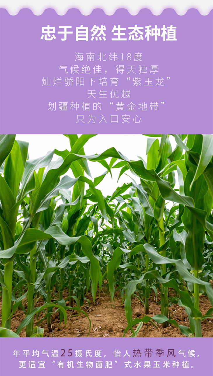 水果玉米含富硒吗为什么(玉米水果含富硒多少)-硒宝网