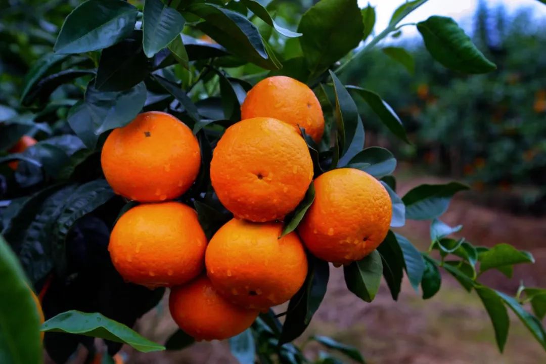 富硒水果包装设计创意点(富硒水果的国家标准是多少)-硒宝网